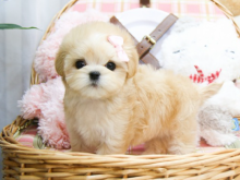 Affectionate Maltipoo puppies for sale