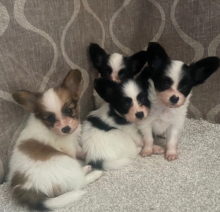 Beautiful Kc Papillon puppies