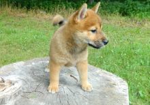 Beautiful Shiba Inu puppies available