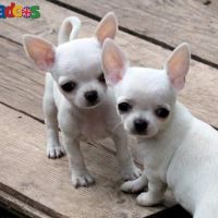 Chihuahua puppies for adoption [gracecatlin6@gmail.com ]