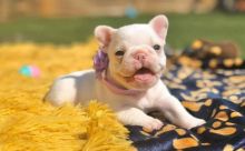 cute french bulldog for adoption contact us at cathyleisbrown@yahoo.com