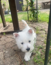 Gorgeous KC reg West Highland puppies