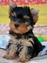 Healthy Yorkie puppies available