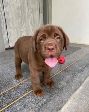 Labrador puppies for adoption(carolinasantos11234@gmail.com)