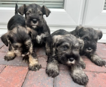 Miniature schnauzer KC registered