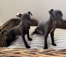 Quality KC Italian Greyhound Puppies for sale