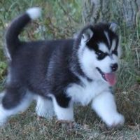 Siberian Husky puppies for adoption (elizabethjames11321@gmail.com)