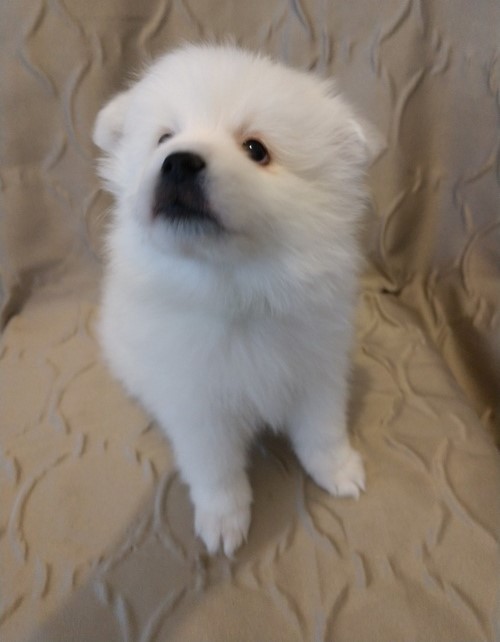 Affectional Japanese Spitz Puppies For Adoption Image eClassifieds4u