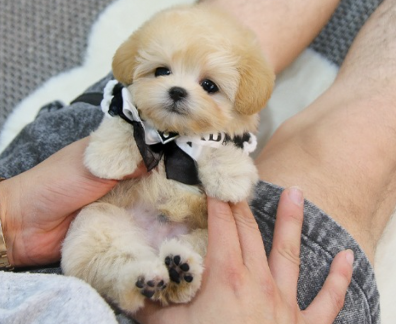 Affectionate Maltipoo puppies for sale Image eClassifieds4u