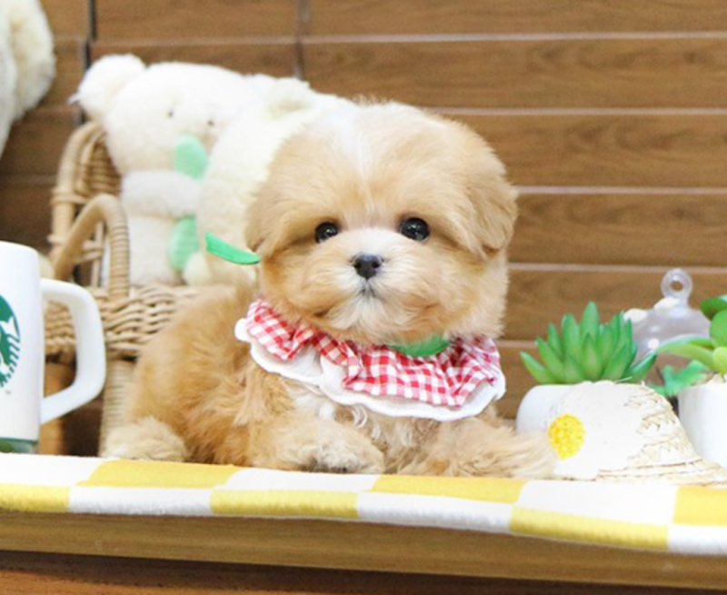 Affectionate Maltipoo puppies for sale Image eClassifieds4u