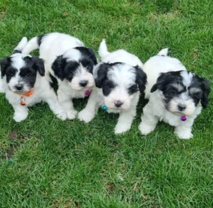 Beautiful havanese puppies Image eClassifieds4u
