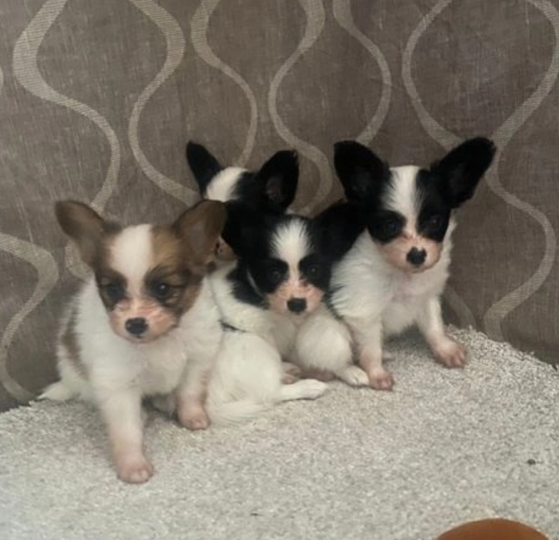 Beautiful Kc Papillon puppies Image eClassifieds4u
