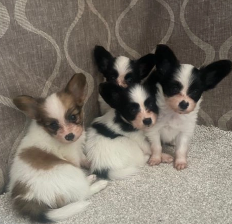 Beautiful Kc Papillon puppies Image eClassifieds4u