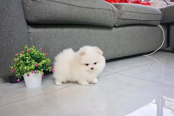 cute pomeranian for adoption contact us at cathyleisbrown@yahoo.com Image eClassifieds4u