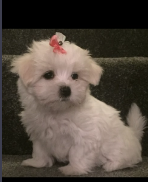 KC Registered Maltese Puppies Image eClassifieds4u