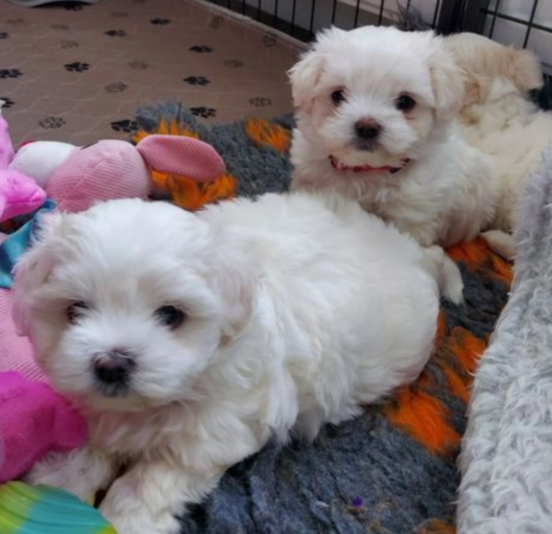 KC Registered Maltese Puppies Image eClassifieds4u