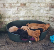 Labrador Puppies available for sale Image eClassifieds4u 2