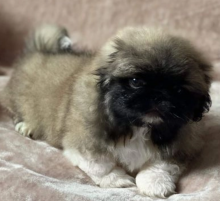 Pekingese females and males available for sale Image eClassifieds4u 2