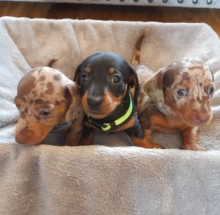 Beautiful Dachshunds puppies for sale Image eClassifieds4u 2