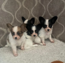 Beautiful Kc Papillon puppies Image eClassifieds4u 2