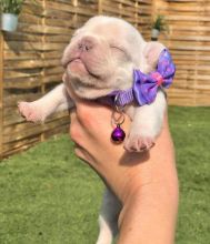 cute french bulldog for adoption contact us at cathyleisbrown@yahoo.com Image eClassifieds4u 1