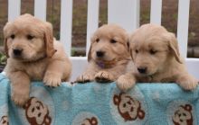 Golden Retriever puppies available Image eClassifieds4u 2