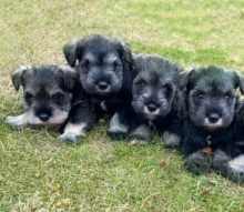 Miniature schnauzer KC registered Image eClassifieds4u 2