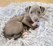 Quality KC Italian Greyhound Puppies for sale Image eClassifieds4u 3