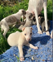 Stunning Whippet Puppies Image eClassifieds4u 1