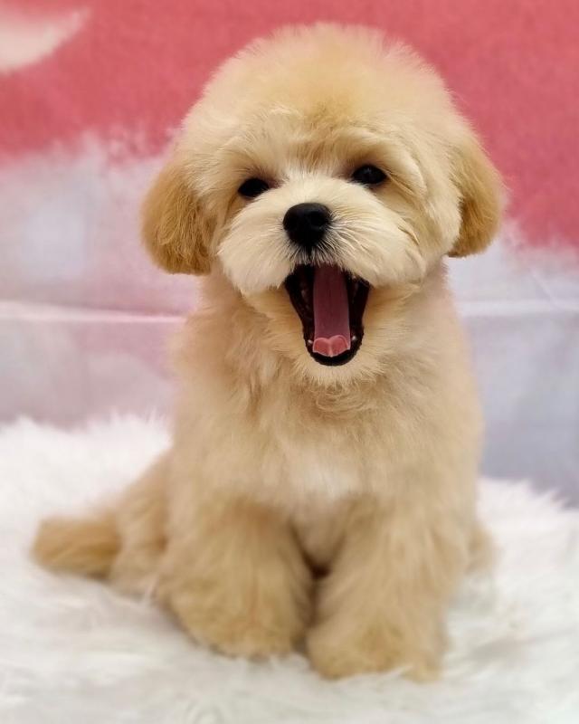 Maltipoo puppies for Adoption(suzanmoore73@gmail.com) Image eClassifieds4u