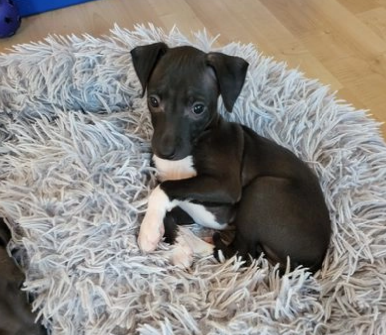 Quality KC Italian Greyhound Puppies for sale Image eClassifieds4u