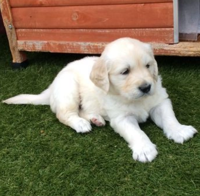 STUNNING KC GOLDEN RETRIEVER PUPPIES Image eClassifieds4u