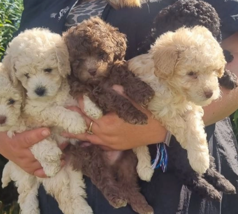 Stunning litter of Toy Poodle puppies Image eClassifieds4u