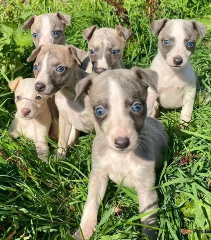 Stunning Whippet Puppies Image eClassifieds4u