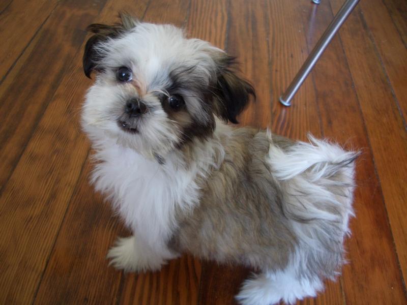 #shihztupuppiesforsale. Shih Tzu puppies for adoption. #puppiesforsalenearme. #dogbreeder. Image eClassifieds4u