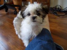 #shihztupuppies. #puppiesforsale. #teacuppuppies. #puppiesforsalenearme. Shih Tzu puppies to adopt