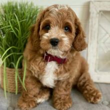 cavapoo puppies for adoption (alishaken896@gmail.com)