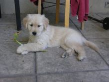 Golden Retriever puppies for adoption. #GoldenRetrieverpuppies.#Retrieverpuppies.#Labradorretriever