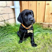 Labrador puppies ready for adoption(carolinasantos11234@gmail.com)