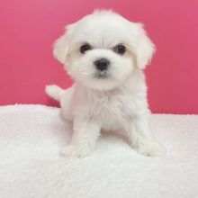 Maltese Puppies for adoption(cynthiamorgan1132@gmail.com)