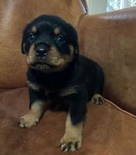 Rottweiler puppies for adoption. #Rottweilerpuppiesforsale.#Rottweillerpuppiesforsalenearme