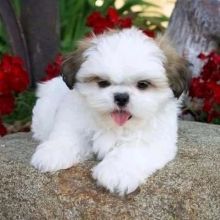 shih tzu Puppies Available for adoption[jennifer57jones@gmail.com]
