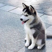 Siberian husky puppies for adoption(elizabethjames11321@gmail.com)