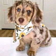 #Dachshundpuppies. Dachshund puppies for adoption. #Dachshundpuppiesnearme Image eClassifieds4U