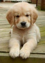 #Goldenretriever. #GoldenRetrieverpuppiesforsale.#Labradorretriever. Golden Retriever puppies ready Image eClassifieds4u 3