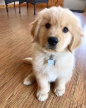 #Goldenretriever. #GoldenRetrieverpuppiesforsale.#Labradorretriever. Golden Retriever puppies ready Image eClassifieds4u 1