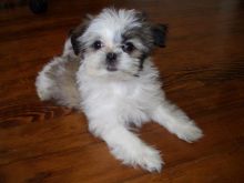 #shihztupuppies. #puppiesforsale. #teacuppuppies. #puppiesforsalenearme. Image eClassifieds4U