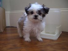 #shihztupuppies. #puppiesforsale. #teacuppuppies. #puppiesforsalenearme. #ShihTzu puppies to adopt Image eClassifieds4U