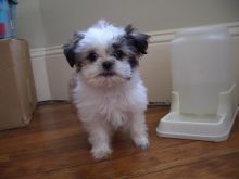 #shihztupuppies. #puppiesforsale. #teacuppuppies. #puppiesforsalenearme. #ShihTzu puppies to adopt Image eClassifieds4U