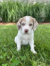 C.K.C MALE AND FEMALE BEAGLE PUPPIES AVAILABLE Image eClassifieds4U